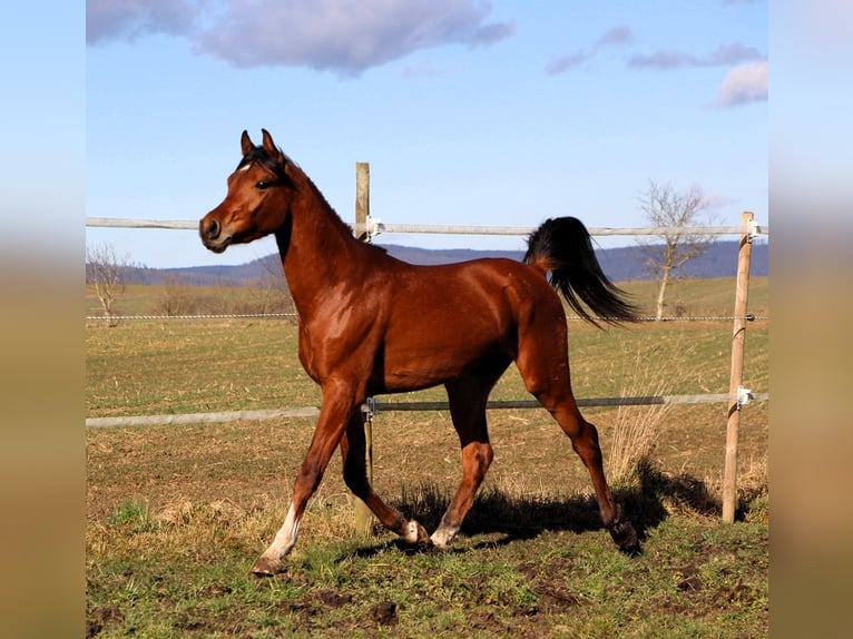 Pura Raza Árabe Caballo castrado 3 años 153 cm Castaño in Reutenbourg