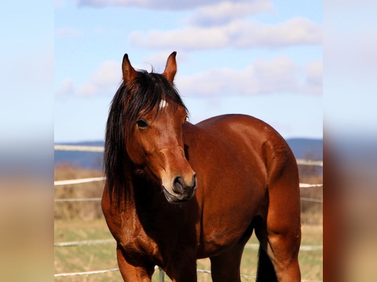 Pura Raza Árabe Caballo castrado 3 años 153 cm Castaño in Reutenbourg