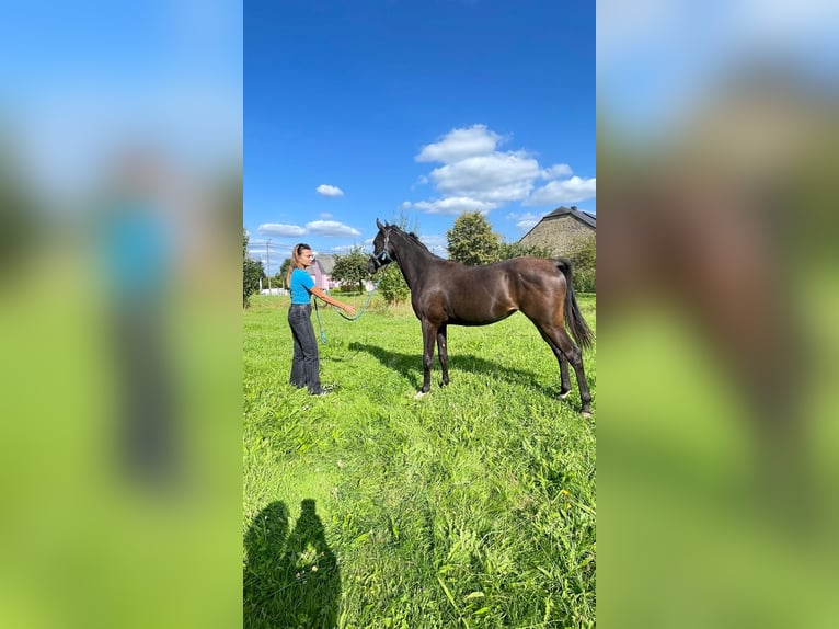 Pura Raza Árabe Caballo castrado 3 años 153 cm Tordo in Harinsart