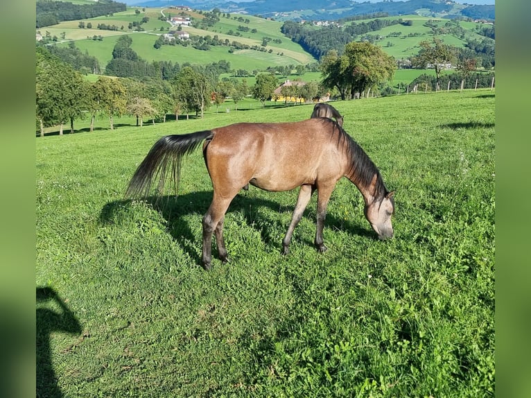 Pura Raza Árabe Caballo castrado 3 años 154 cm Tordo in Hürm