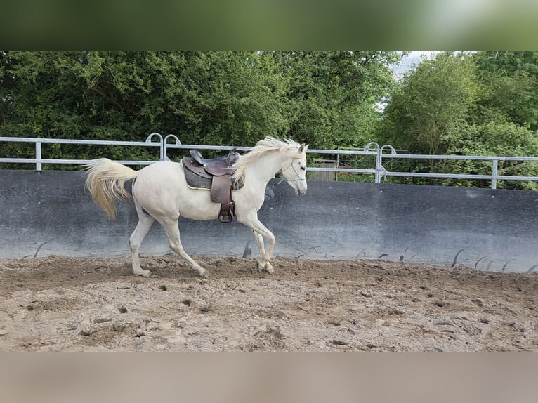 Pura Raza Árabe Caballo castrado 3 años 154 cm Tordo in Schifferstadt
