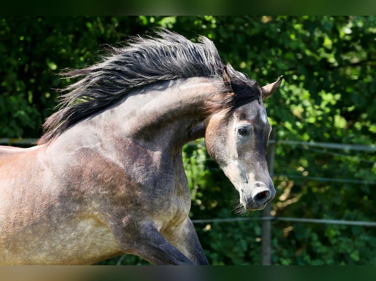 Pura Raza Árabe Caballo castrado 3 años 154 cm Tordo in Ammerbuch