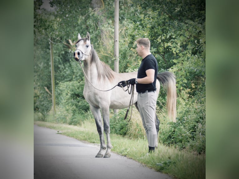 Pura Raza Árabe Caballo castrado 3 años 154 cm Tordo rodado in Meinersen