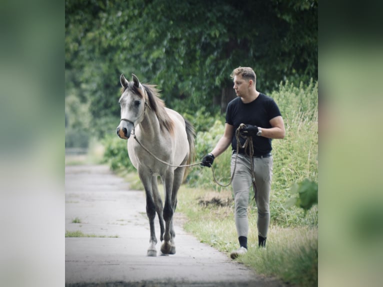 Pura Raza Árabe Caballo castrado 3 años 154 cm Tordo rodado in Meinersen