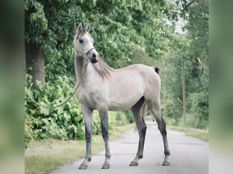 Pura Raza Árabe Caballo castrado 3 años 154 cm Tordo rodado in Meinersen