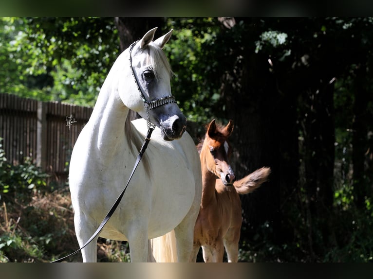 Pura Raza Árabe Caballo castrado 3 años 154 cm Tordo rodado in Meinersen