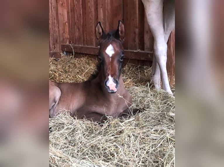 Pura Raza Árabe Caballo castrado 3 años 154 cm Tordo rodado in Meinersen