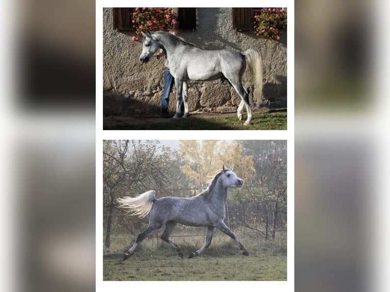 Pura Raza Árabe Caballo castrado 3 años 154 cm Tordo rodado in Meinersen