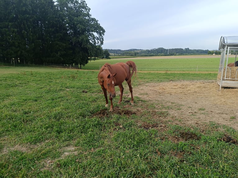 Pura Raza Árabe Caballo castrado 3 años 155 cm Alazán in St. Martin