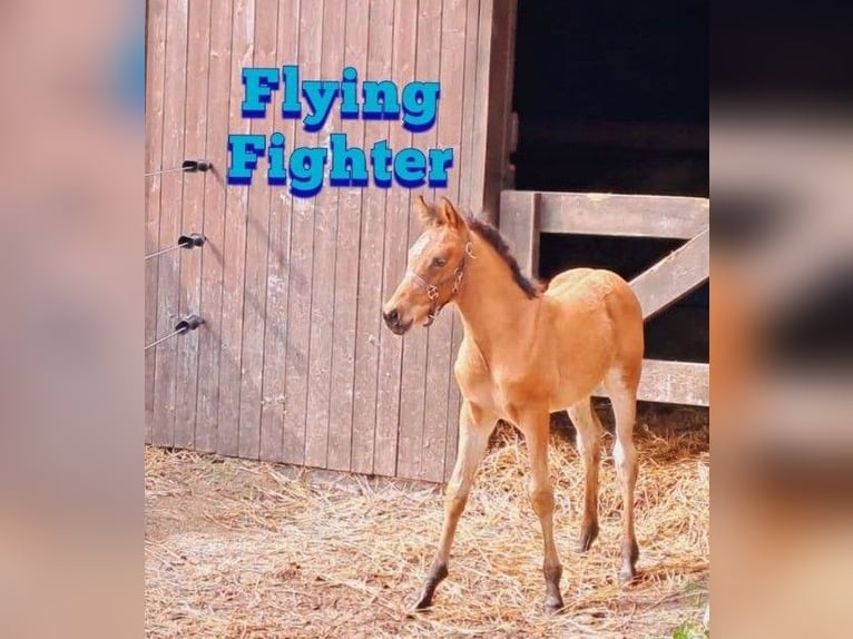 Pura Raza Árabe Mestizo Caballo castrado 3 años 155 cm Castaño in Bredstedt