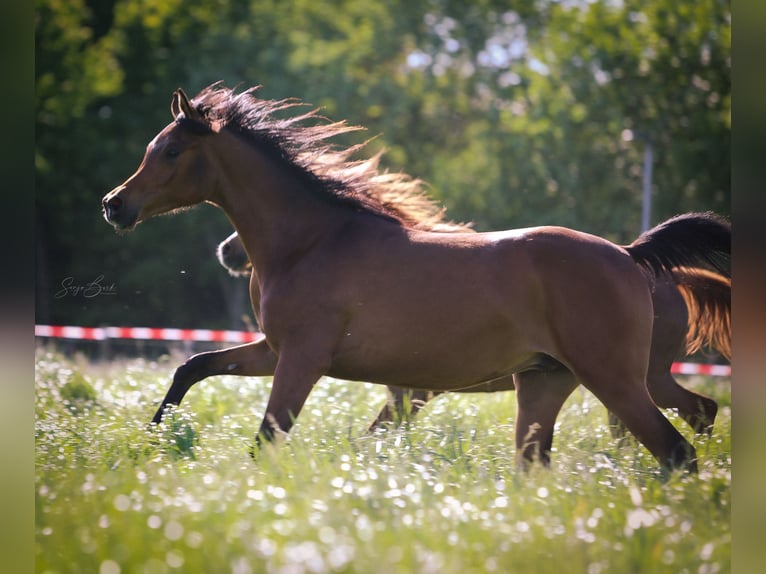 Pura Raza Árabe Caballo castrado 3 años 155 cm Castaño in Bergkamen