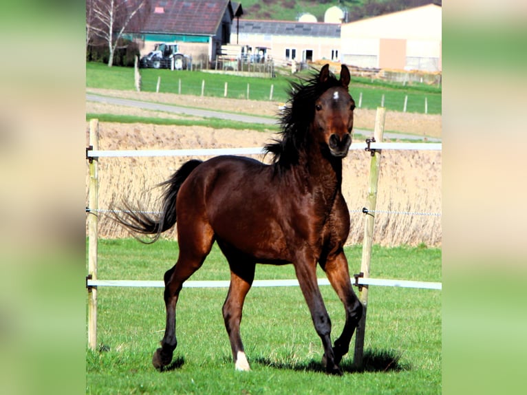 Pura Raza Árabe Caballo castrado 3 años 155 cm Castaño in Kehl