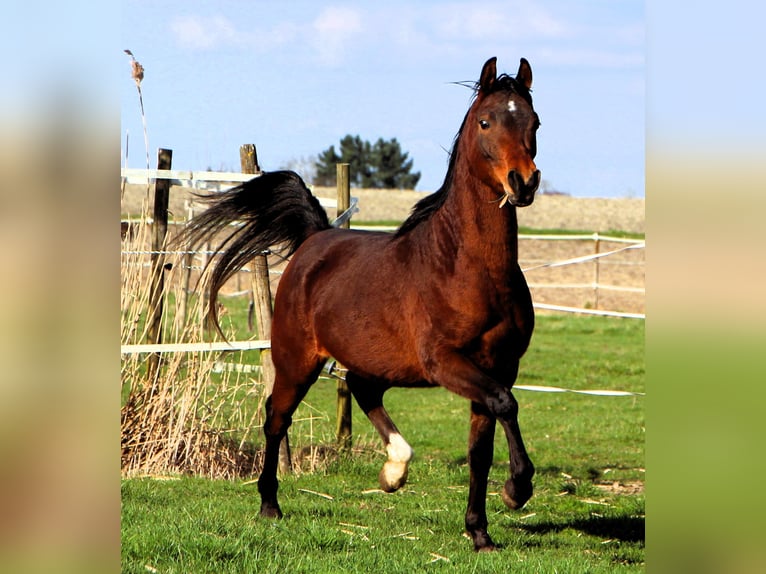 Pura Raza Árabe Caballo castrado 3 años 155 cm Castaño in Kehl