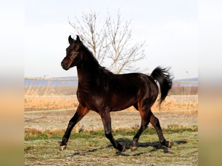 Pura Raza Árabe Caballo castrado 3 años 155 cm Morcillo in Kehl