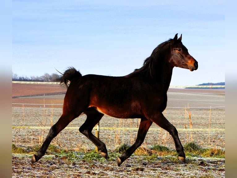 Pura Raza Árabe Caballo castrado 3 años 155 cm Morcillo in Kehl