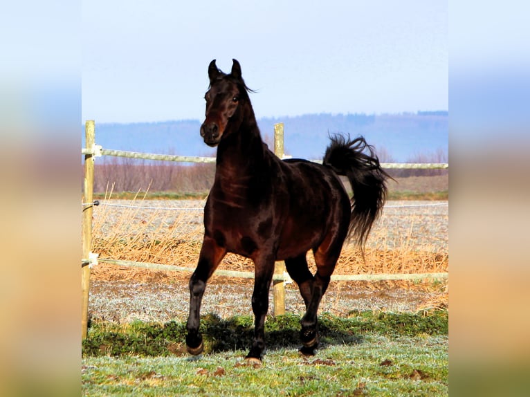 Pura Raza Árabe Caballo castrado 3 años 155 cm Morcillo in Kehl