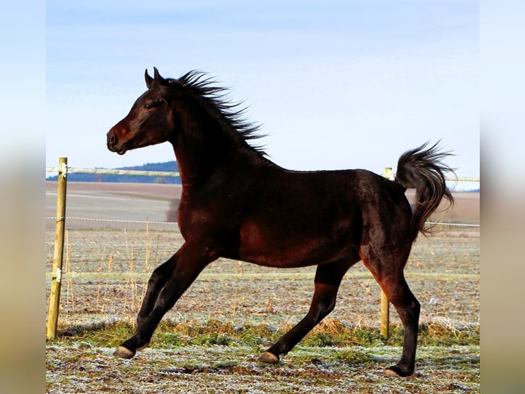 Pura Raza Árabe Caballo castrado 3 años 155 cm Morcillo in Kehl