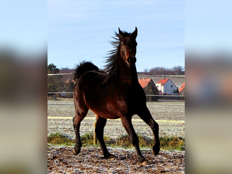 Pura Raza Árabe Caballo castrado 3 años 155 cm Morcillo in Kehl