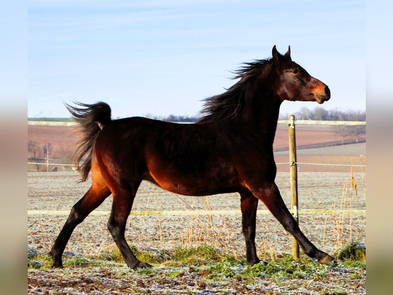 Pura Raza Árabe Caballo castrado 3 años 155 cm Morcillo in Kehl