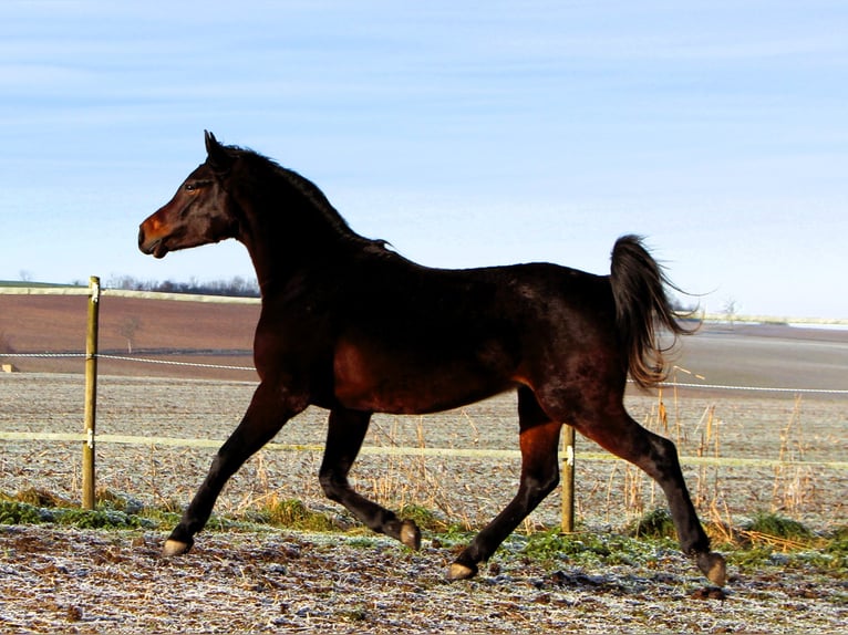 Pura Raza Árabe Caballo castrado 3 años 155 cm Morcillo in Kehl