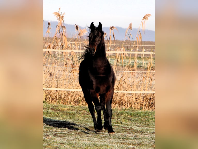 Pura Raza Árabe Caballo castrado 3 años 155 cm Morcillo in Kehl