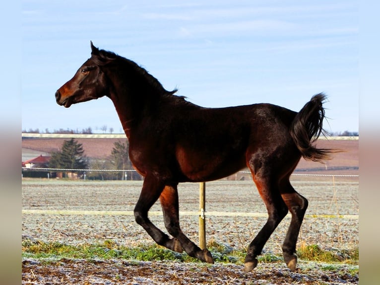 Pura Raza Árabe Caballo castrado 3 años 155 cm Morcillo in Reutenbourg