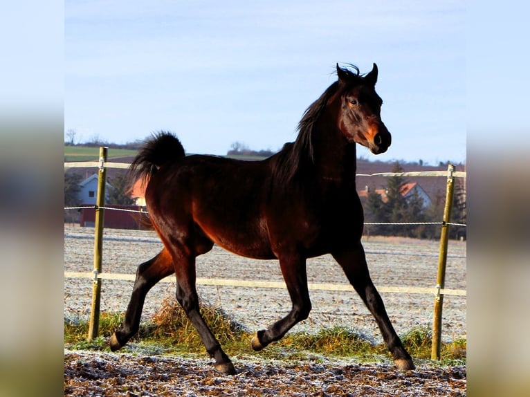 Pura Raza Árabe Caballo castrado 3 años 155 cm Morcillo in Reutenbourg