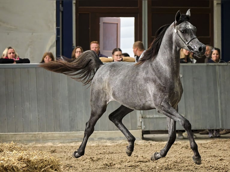 Pura Raza Árabe Caballo castrado 3 años 155 cm Tordillo negro in Leun