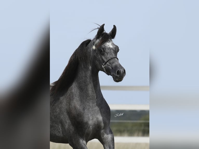 Pura Raza Árabe Caballo castrado 3 años 155 cm Tordillo negro in Leun