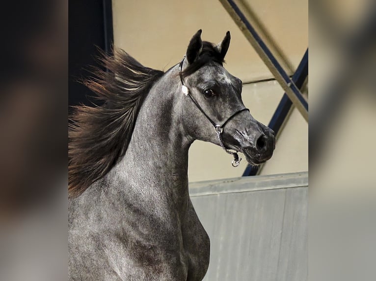 Pura Raza Árabe Caballo castrado 3 años 155 cm Tordillo negro in Leun