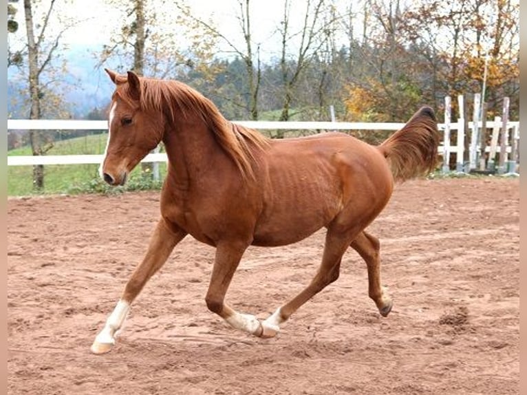 Pura Raza Árabe Caballo castrado 3 años 156 cm Alazán in Freiamt