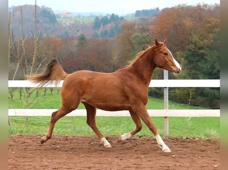 Pura Raza Árabe Caballo castrado 3 años 156 cm Alazán in Freiamt