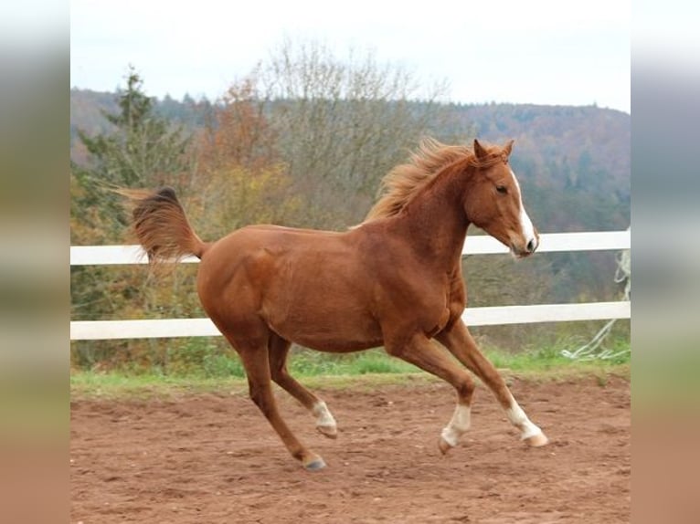 Pura Raza Árabe Caballo castrado 3 años 156 cm Alazán in Freiamt