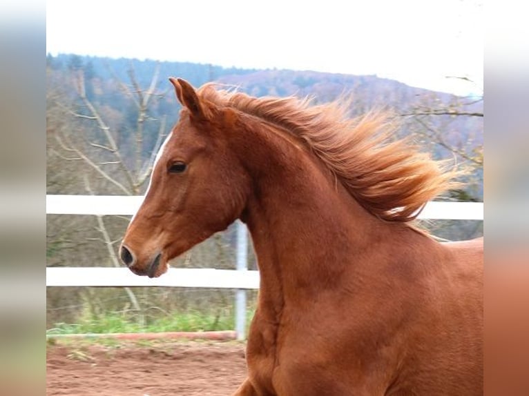 Pura Raza Árabe Caballo castrado 3 años 156 cm Alazán in Freiamt