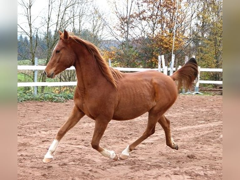 Pura Raza Árabe Caballo castrado 3 años 156 cm Alazán in Freiamt