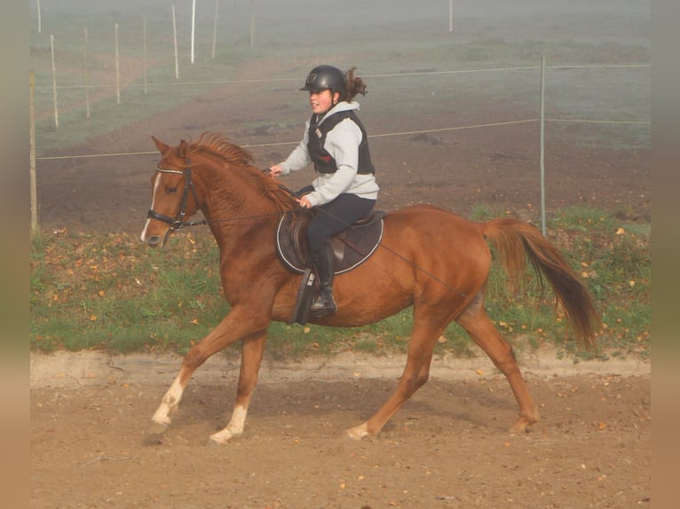 Pura Raza Árabe Caballo castrado 3 años 156 cm Alazán in Freiamt