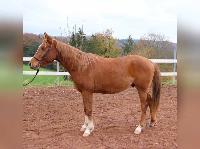 Pura Raza Árabe Caballo castrado 3 años 156 cm Alazán in Freiamt