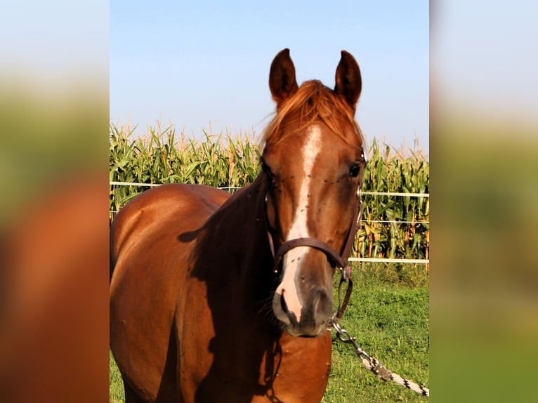 Pura Raza Árabe Caballo castrado 3 años 156 cm Alazán in Reutenbourg