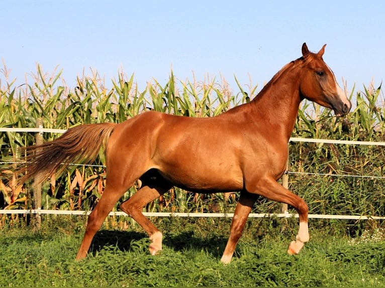 Pura Raza Árabe Caballo castrado 3 años 156 cm Alazán in Reutenbourg