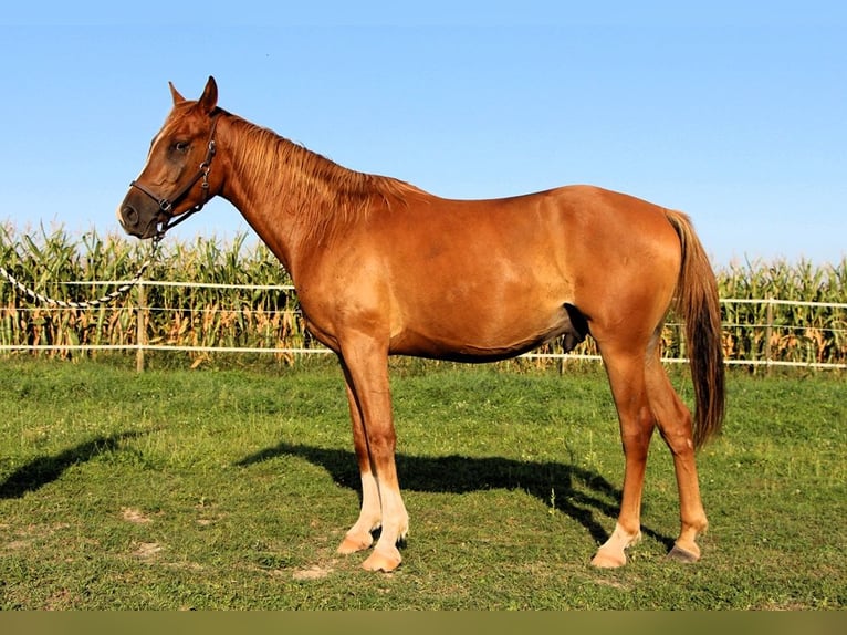 Pura Raza Árabe Caballo castrado 3 años 156 cm Alazán in Reutenbourg