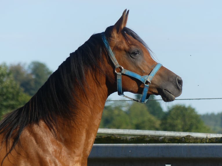 Pura Raza Árabe Caballo castrado 3 años 156 cm Castaño in Herzberg am Harz