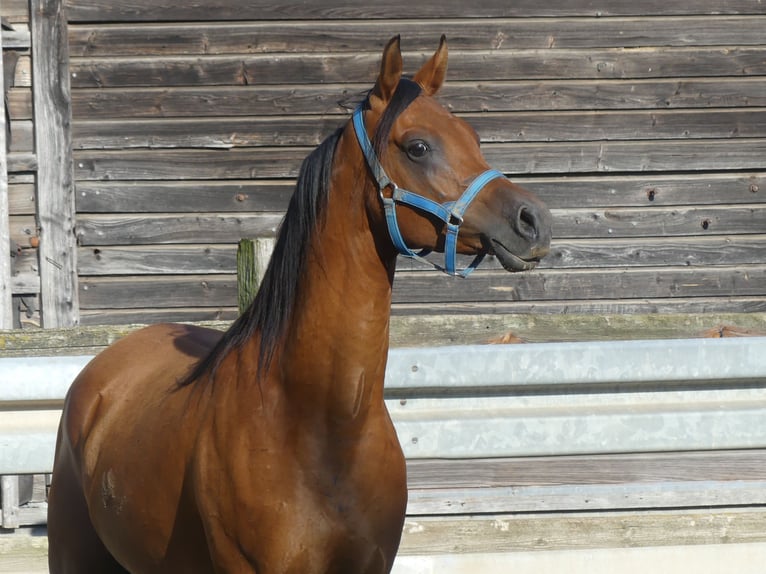 Pura Raza Árabe Caballo castrado 3 años 156 cm Castaño in Herzberg am Harz