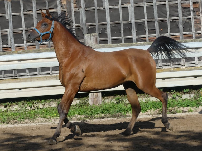 Pura Raza Árabe Caballo castrado 3 años 156 cm Castaño in Herzberg am Harz