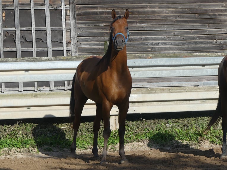 Pura Raza Árabe Caballo castrado 3 años 156 cm Castaño in Herzberg am Harz
