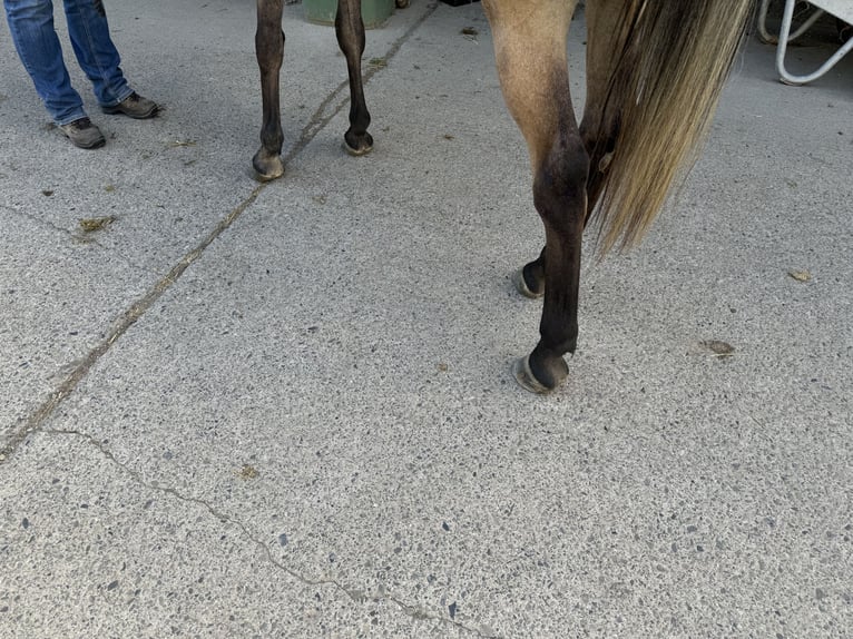 Pura Raza Árabe Caballo castrado 3 años 156 cm Tordo in Herzberg am Harz