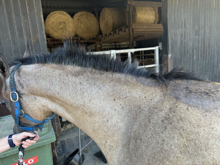 Pura Raza Árabe Caballo castrado 3 años 156 cm Tordo in Herzberg am Harz