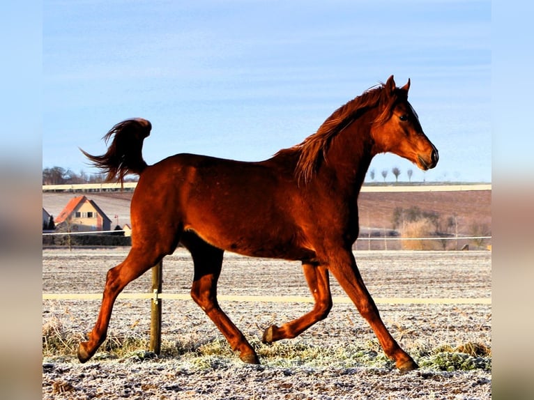 Pura Raza Árabe Caballo castrado 3 años 158 cm Alazán in Kehl