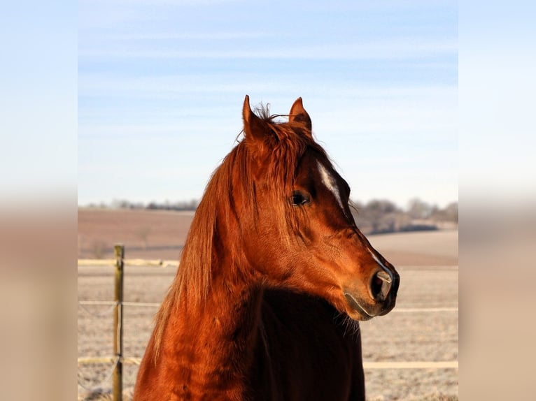 Pura Raza Árabe Caballo castrado 3 años 158 cm Alazán in Kehl