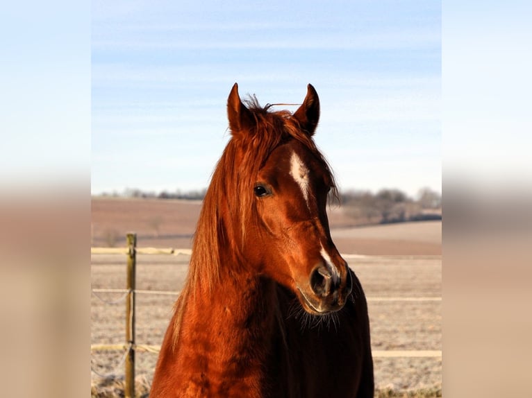 Pura Raza Árabe Caballo castrado 3 años 158 cm Alazán in Reutenbourg