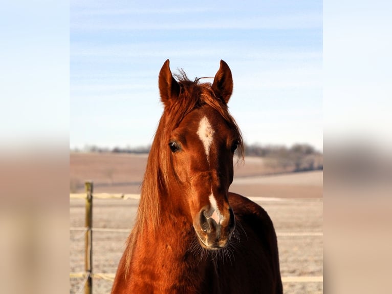 Pura Raza Árabe Caballo castrado 3 años 158 cm Alazán in Reutenbourg